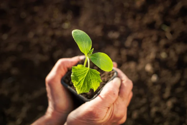 Mão Segurando Jardinagem Primavera Plântulas Verde — Fotografia de Stock