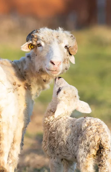 Frühling Hintergrund Der Niedlichen Kleinen Lamm Und Schafe Weiden — Stockfoto