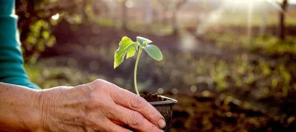 Mano Celebración Verde Plántulas Primavera Jardinería —  Fotos de Stock