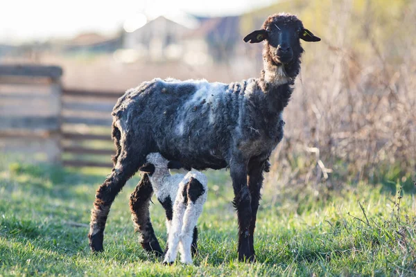 Frühling Hintergrund Der Niedlichen Kleinen Lamm Und Schafe Weiden — Stockfoto