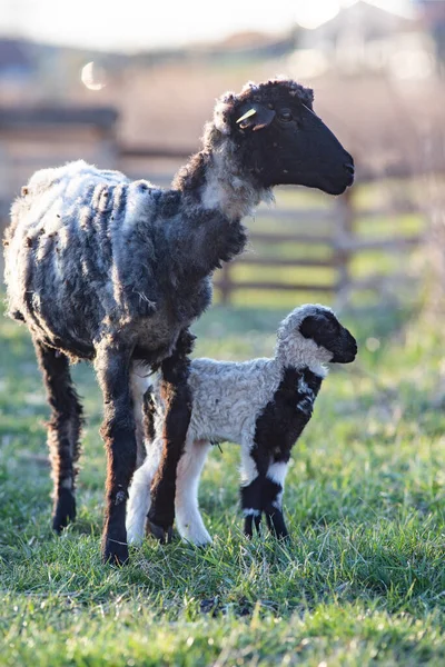 Frühling Hintergrund Der Niedlichen Kleinen Lamm Und Schafe Weiden — Stockfoto