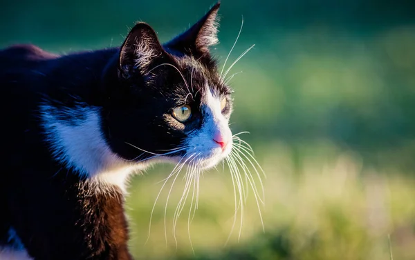 Portret Uroczy Mały Kot Polowanie — Zdjęcie stockowe