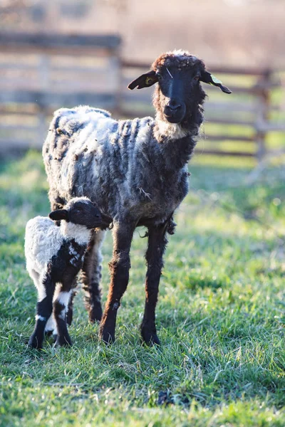 Frühling Hintergrund Der Niedlichen Kleinen Lamm Und Schafe Weiden — Stockfoto