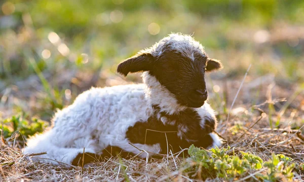 Niedliches Kleines Lamm Porträt Frühling Hintergrund — Stockfoto