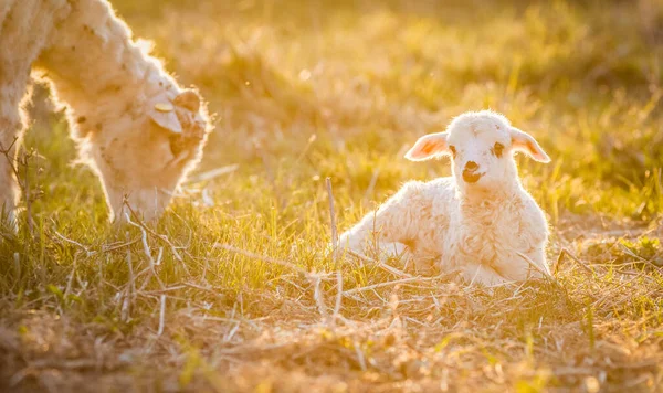 Niedliches Kleines Lamm Porträt Frühling Hintergrund — Stockfoto