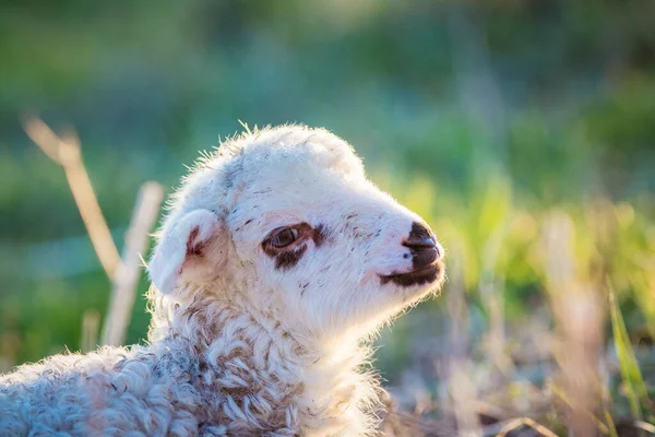 Niedliches Kleines Lamm Porträt Frühling Hintergrund — Stockfoto