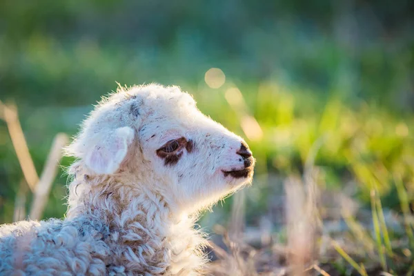 かわいい子羊の肖像春の背景 — ストック写真