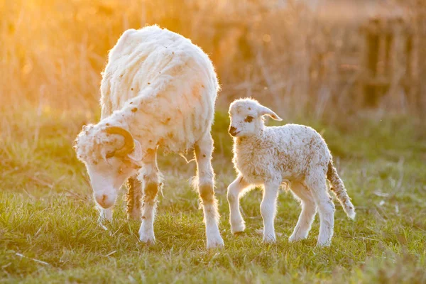 Frühling Hintergrund Der Niedlichen Kleinen Lamm Und Schafe Weiden — Stockfoto