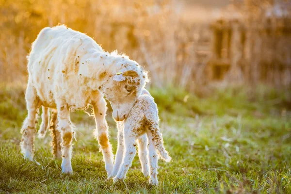 Frühling Hintergrund Der Niedlichen Kleinen Lamm Und Schafe Weiden — Stockfoto