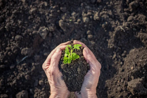 Vista Superior Mano Sosteniendo Plántulas Tomate Jardinería Primavera Tierra — Foto de Stock