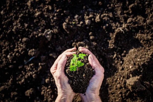 Vista Superior Mano Sosteniendo Plántulas Tomate Jardinería Primavera Tierra — Foto de Stock