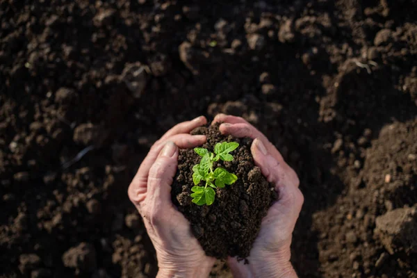 Vista Superior Mano Sosteniendo Plántulas Tomate Jardinería Primavera Tierra — Foto de Stock