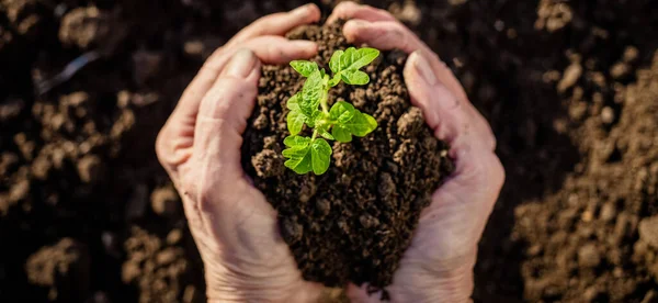 Vista Superior Mano Sosteniendo Plántulas Tomate Jardinería Primavera Tierra — Foto de Stock