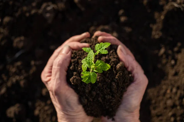 Top View Hand Holding Tomato Seedling Earth Spring Gardening — Stock Photo, Image