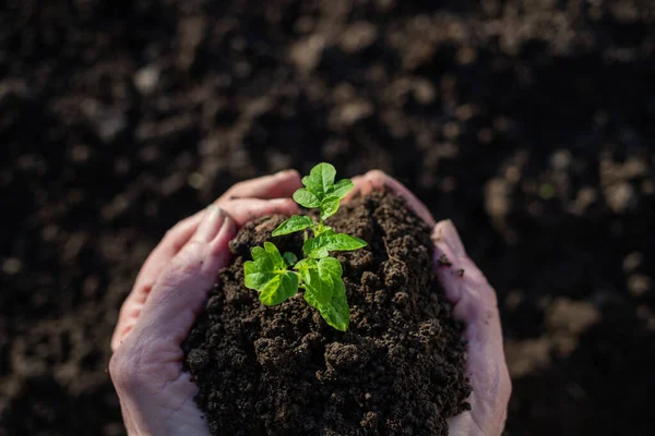 Top View Hand Holding Tomato Seedling Earth Spring Gardening — Stock Photo, Image