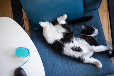 Mavi koltukta uyuyan sevimli küçük kedi.