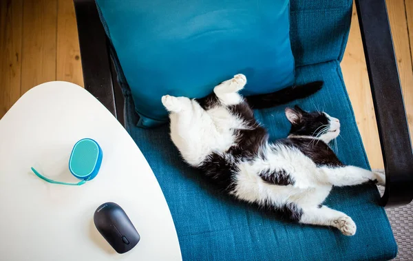Roztomilý Malá Kočka Spí Modrém Křesle Domácí Terapie — Stock fotografie