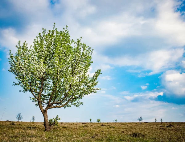 Ανθισμένο Δέντρο Την Άνοιξη Ενάντια Στον Γαλάζιο Ουρανό — Φωτογραφία Αρχείου