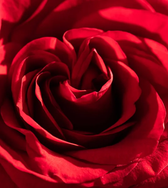 紧靠着红玫瑰象征爱情 — 图库照片