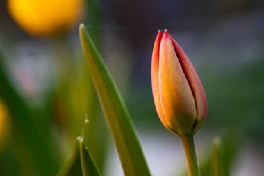 Bahçede taze laleler büyüyor.