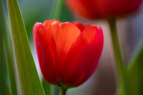 Fresh Tulips Growing Garden — Stock Photo, Image