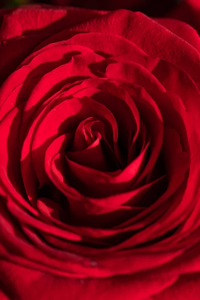 Close Red Rose Simple Love — стоковое фото