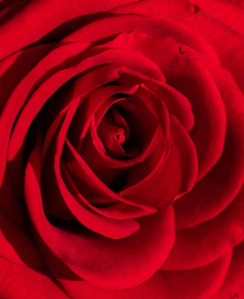 Közel Piros Rózsa Szimbólum Szerelem — Stock Fotó