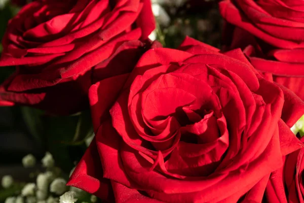 Крупним Планом Червоній Троянді Символ Любові — стокове фото