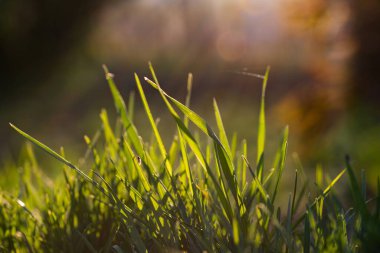 Baharda taze yeşil çimen ve bokeh arkaplan