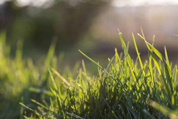 Fris Groen Gras Het Voorjaar Bokeh Achtergrond — Stockfoto