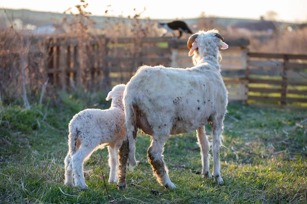 Lamm Und Schaf Weiden Sonnenuntergang — Stockfoto