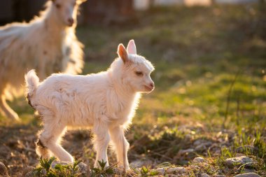 Sevimli küçük keçi ve keçi