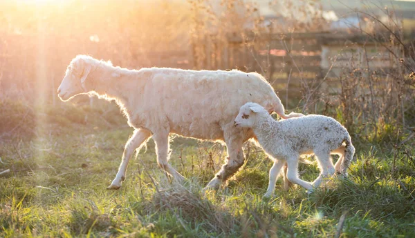 Lamm Und Schaf Weiden Sonnenuntergang — Stockfoto