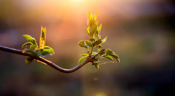 Fresh Green Leaves Spring Bokeh Background — Stock Photo, Image