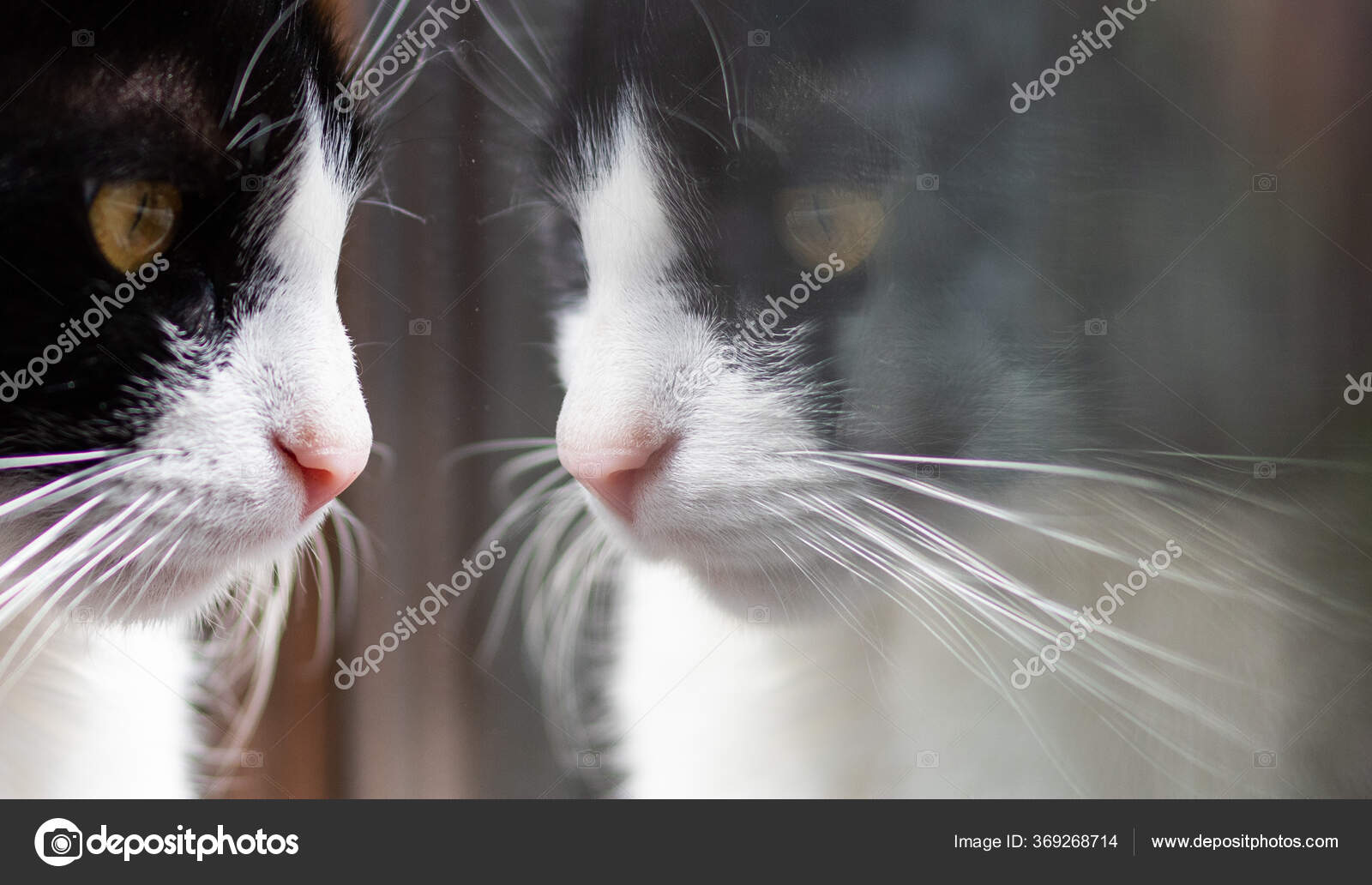 Mignon Petit Chat Noir Blanc Regardant Par Fenetre Image Libre De Droit Par Melis C Mignon Petit Chat Noir Blanc Regardant Par Fenetre Image Libre De Droit Par Melis C