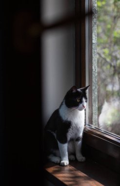 Pencereden dışarı bakan küçük sevimli siyah beyaz kedi