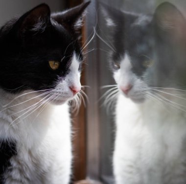 Pencereden dışarı bakan küçük sevimli siyah beyaz kedi