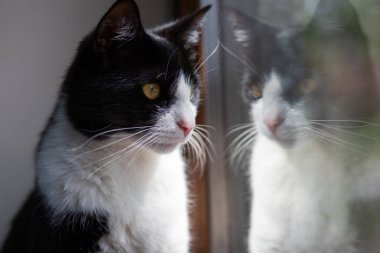 Pencereden dışarı bakan küçük sevimli siyah beyaz kedi