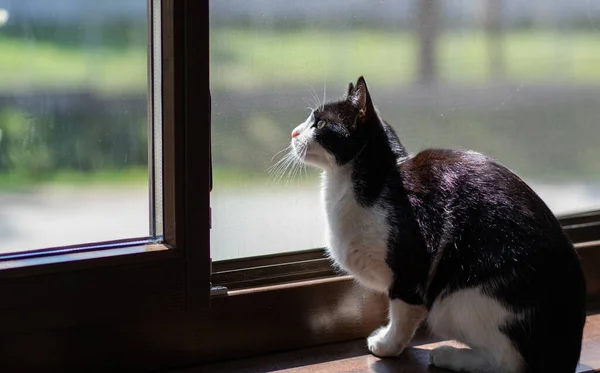 Słodkie Mało Czarny Biały Kot Patrząc Przez Okno — Zdjęcie stockowe