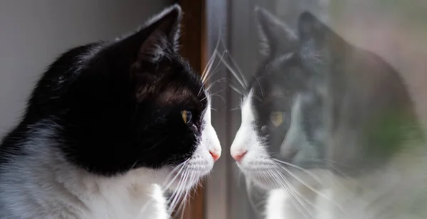 Lindo Pequeño Gato Blanco Negro Mirando Por Ventana — Foto de Stock