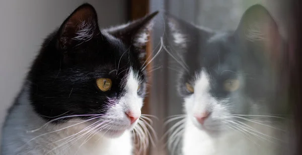 Roztomilý Malý Černošky Bílý Kočka Dívá Okna — Stock fotografie