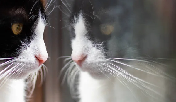 Roztomilý Malý Černošky Bílý Kočka Dívá Okna — Stock fotografie