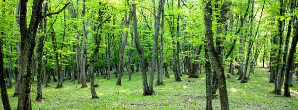 Banner Des Schönen Grünen Waldes Sommer — Stockfoto