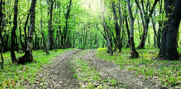 Banner Beautiful Green Forest Summer — Stock Photo, Image