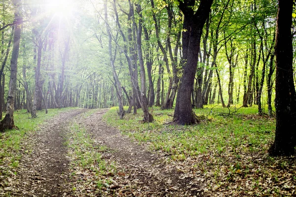 Yazın güzel yeşil orman bayrağı