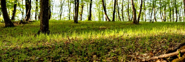 Banner Des Schönen Grünen Waldes Sommer — Stockfoto