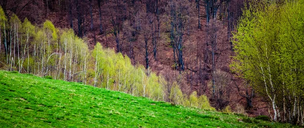Sztandar Zielonych Drzew Wczesnym Latem — Zdjęcie stockowe