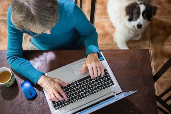 高齢の女性は台所の犬の寝台でラップトップを使って — ストック写真