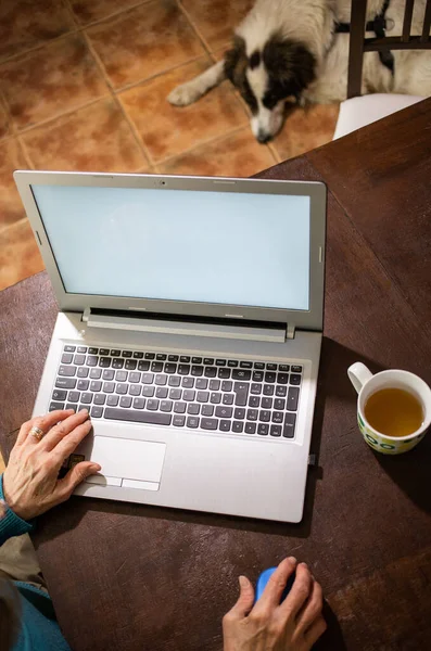 Літня Жінка Використовує Ноутбук Собака Спить — стокове фото