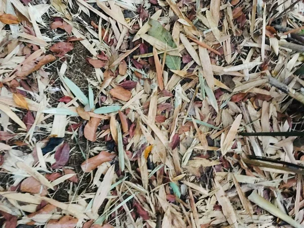 Background Texture Dry Leaves Bamboo Other Path Way Forest — Stock Photo, Image